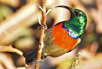 Grote kraaghoningzuiger