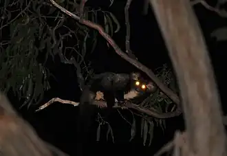 Petauroides armillatus