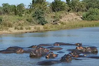 ISimangaliso Wetland Park