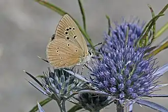 Grieks esparcetteblauwtje