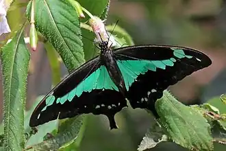 Papilio phorcas
