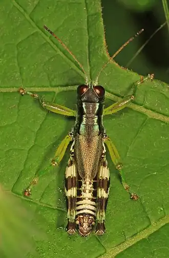 Melanoplus viridipes