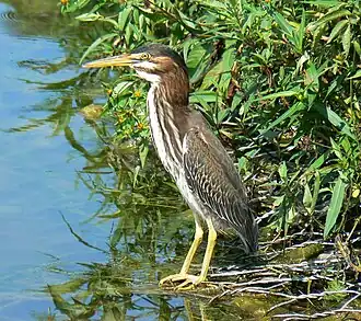 Groene reiger