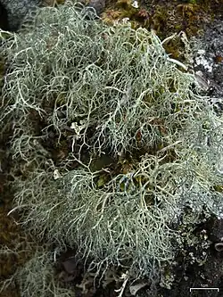 Alectoria ochroleuca