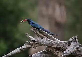 Foto genomen te Hoedspruit (Zuid-Afrika)