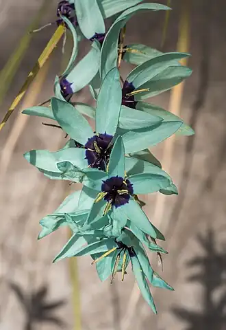 Ixia viridiflora