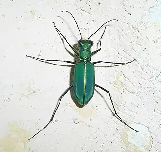 Cicindela whithillii
