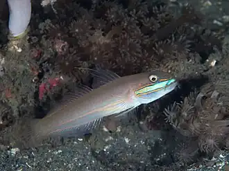 Valenciennea randalli