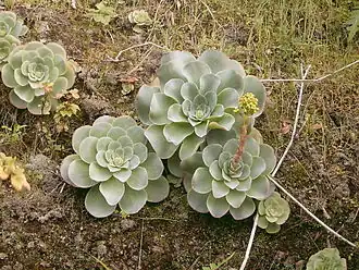 Greenovia diplocycla