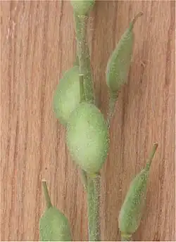 Hauwen (zonder snavel 7&nbsp;mm lang)