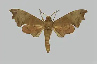 Grillotius bergeri