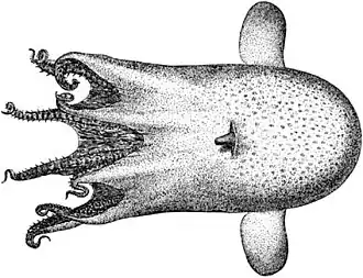 Grimpoteuthis plena