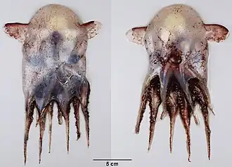 Grimpoteuthis innominata