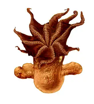 Grimpoteuthis umbellata