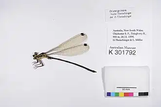 Griseargiolestes bucki