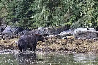 Ursus arctos stikeenensis