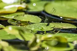 Waterjuffer op een kikkerbeetvegetatie