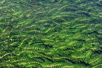 Paarbladig fonteinkruid