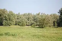 Doorgeschoten grienden in de Groesplaat