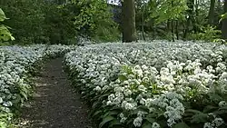 Daslook in het Sterrebos ten noorden van de ringweg (2015)