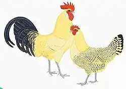 Groninger meeuw met citroenpel.