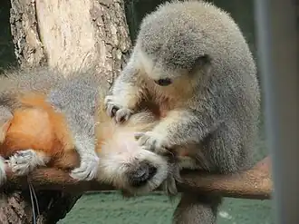 Plecturocebus vieirai