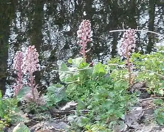 Pluim met hoofdjes bij groot hoefblad