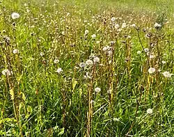 Vruchtzetting bij groot streepzaad