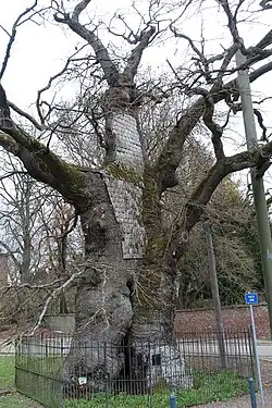 Dikke eik van Liernu