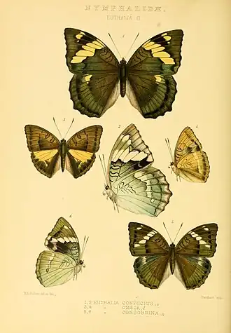 Euthalia confucius