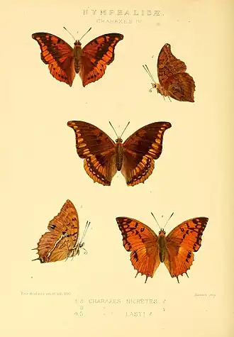 Charaxes lasti