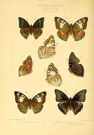 Euthalia djata