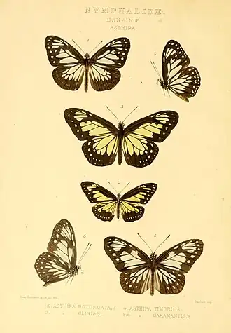 Parantica garamantis