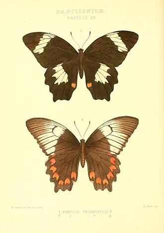 Papilio inopinatus