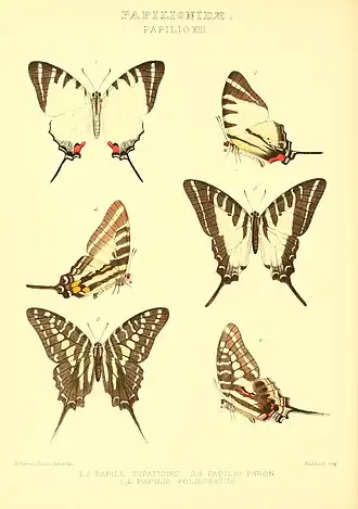 Graphium stratiotes