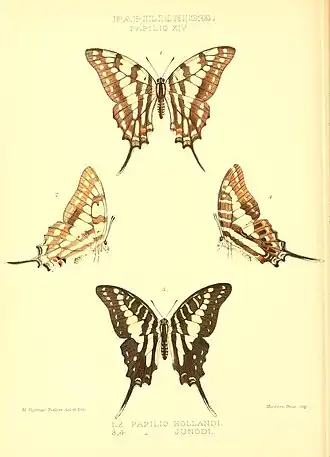 Graphium junodi