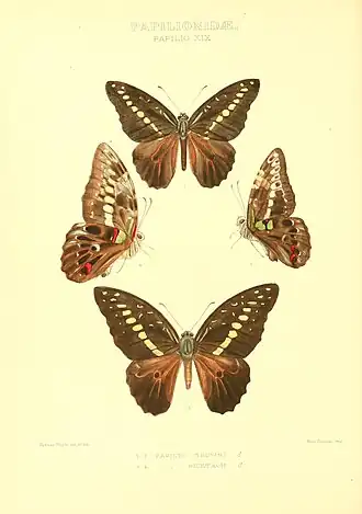 Graphium hicetaon