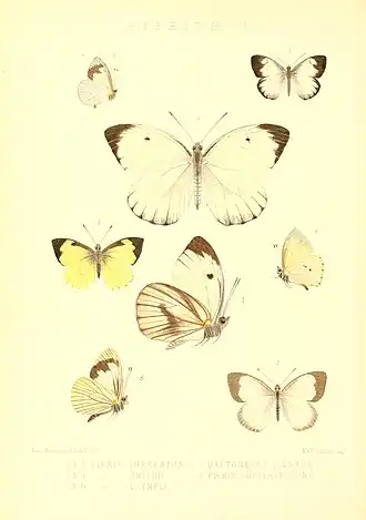 Leptophobia olympia