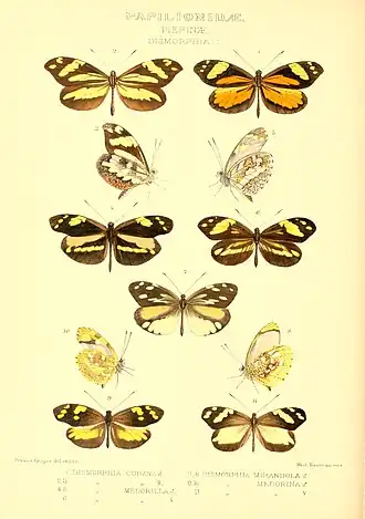 Dismorphia medorilla