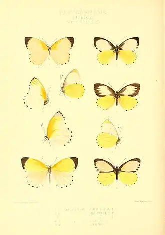 Mylothris sulphurea