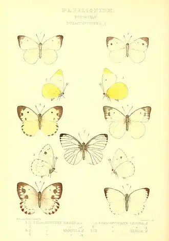 Belenois mabella
