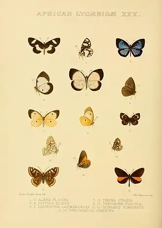 Micropentila fuscula