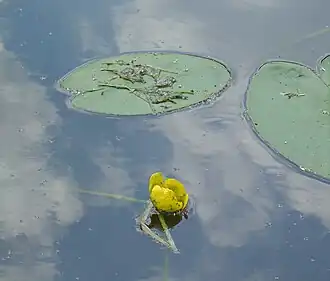 Grote Masloot bij de Wierbroeken met gele plomp anno 2008