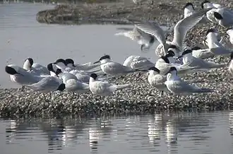 Grote sterns in De Putten