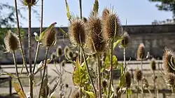 Grote kaardenbollen in Caen