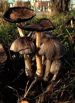 Oude kale inktzwam met vervloeiende randen