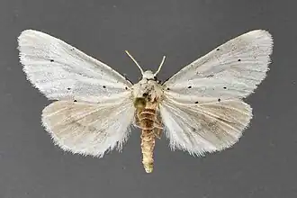 Grotella blanca