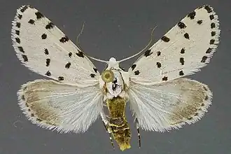 Grotella blanchardi