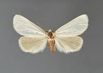 Grotella parvipuncta