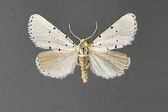 Grotella sampita